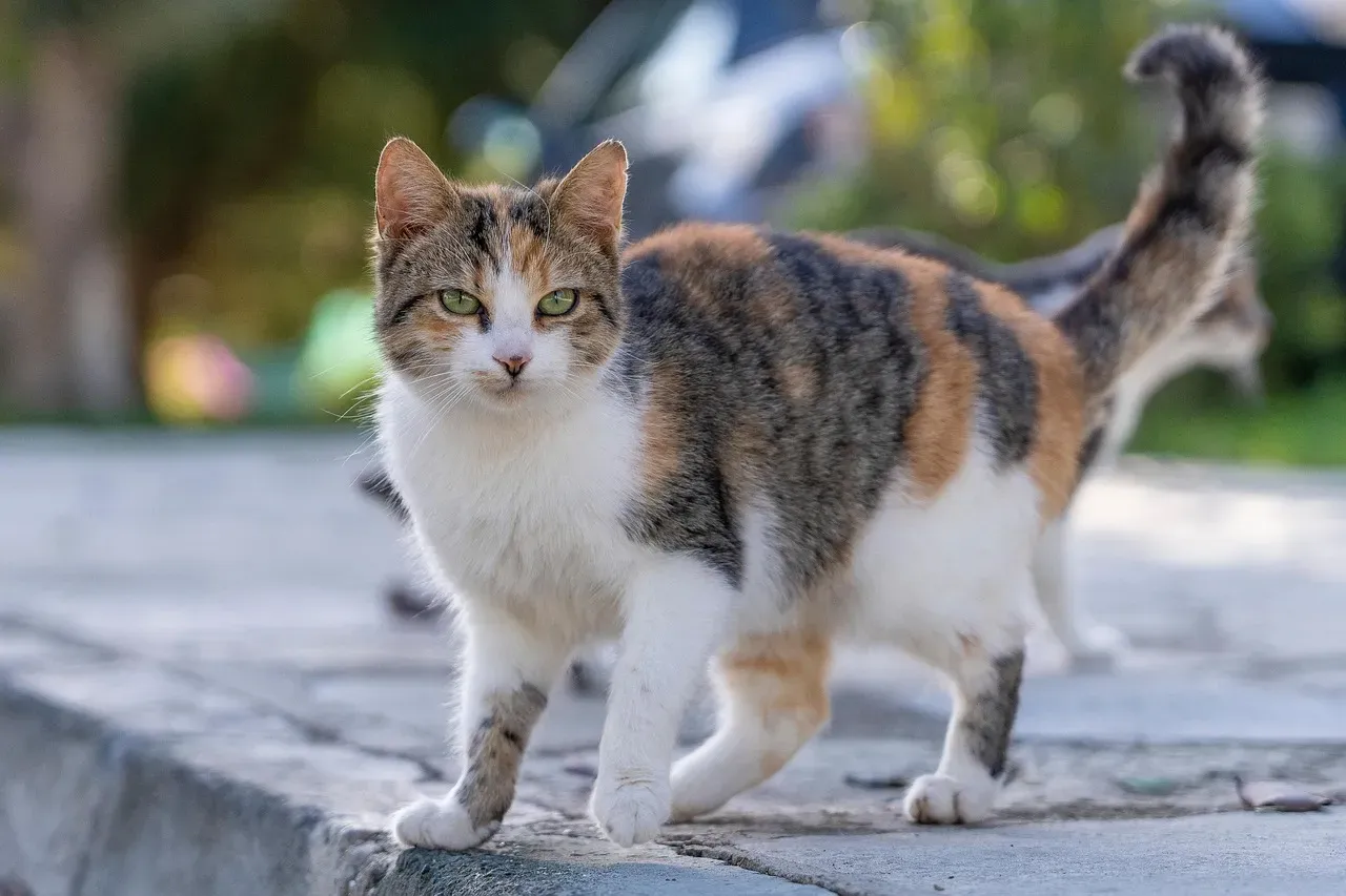 Myth 5: Cats Always Land on Their Feet (Image Credits: Pixabay)