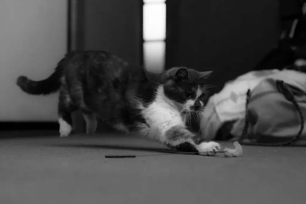 Why Small Moving Objects Are So Hard to Resist (Takashi(aes256), Flickr, CC BY-SA 2.0)