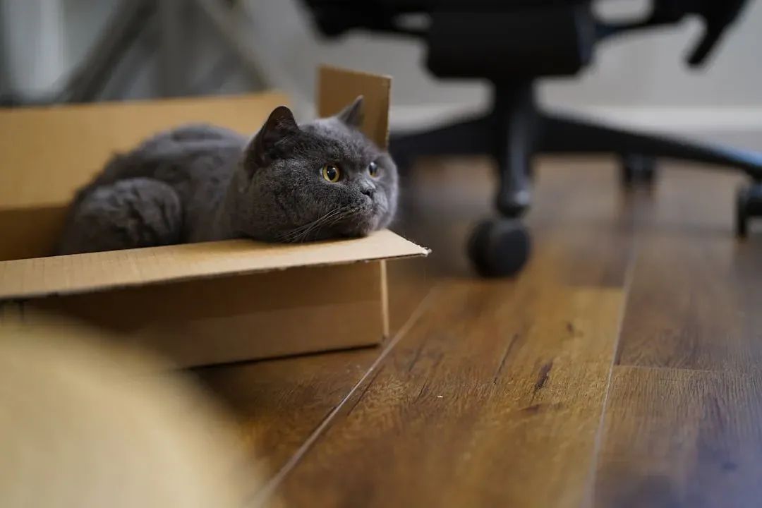 Conclusion: Embracing Your Cat's Simple Pleasures (Image Credits: Unsplash)