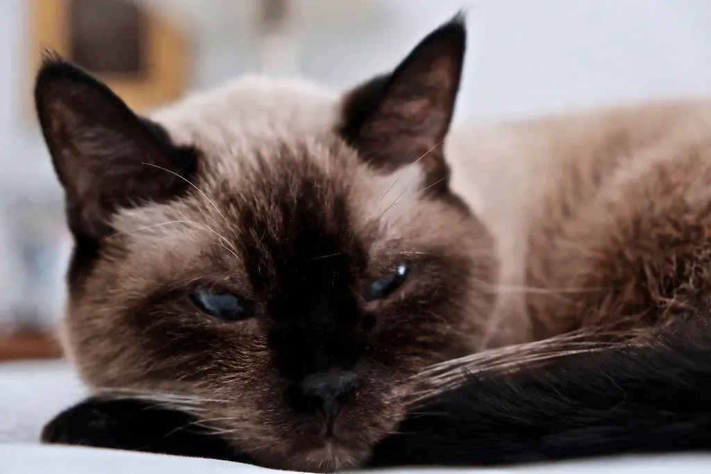 Memory That Rivals Your Own (Image Credits: Flickr)