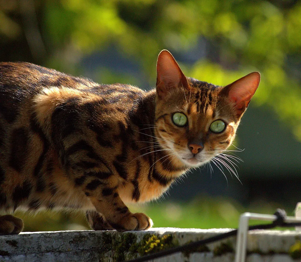 2. Bengal – The Wild-At-Heart Athlete (Image Credits: Pixabay)