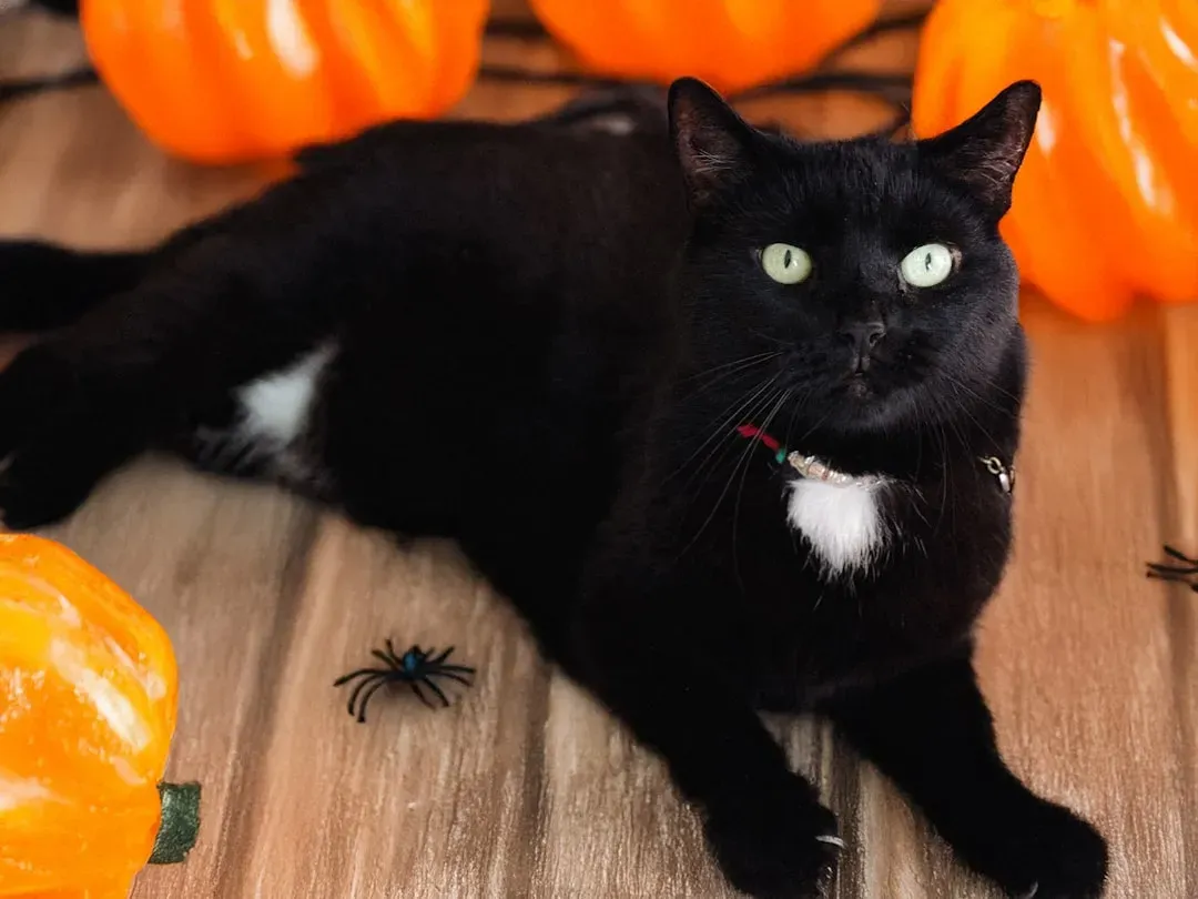 Myth 2: Black Cats Are Familiars of Witches and Practice Dark Magic (Image Credits: Unsplash)