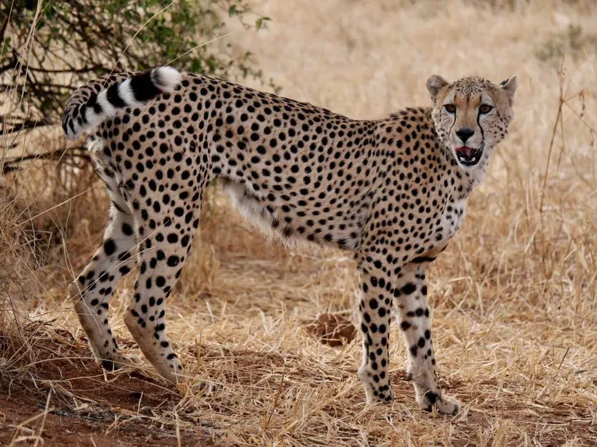 #6 Injuries to the tail measurably hurt hunting performance (Image Credits: Pexels)