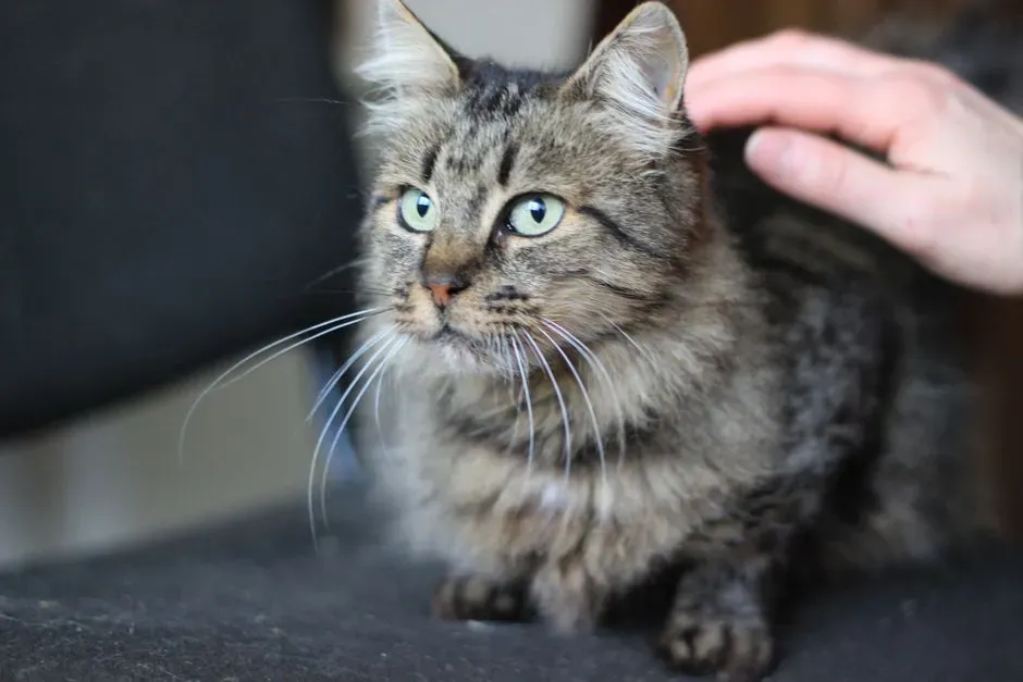 #2 - The Purr That Might Actually Be Healing You (Image Credits: Pexels)