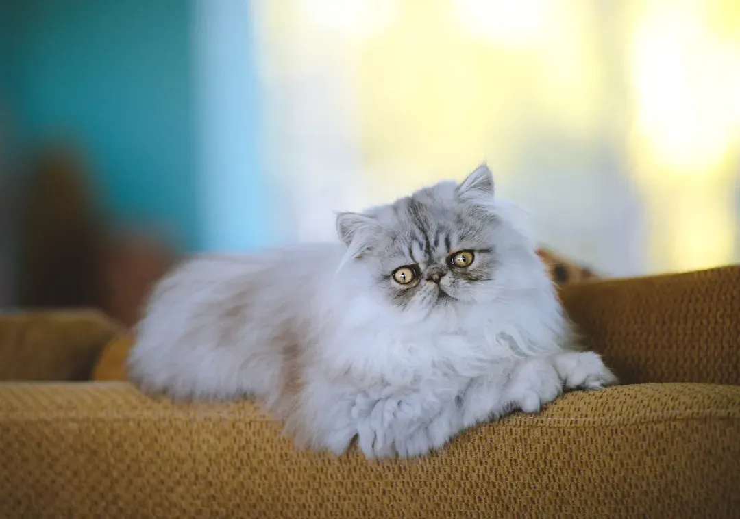 4. Persian Cats (Image Credits: Unsplash)