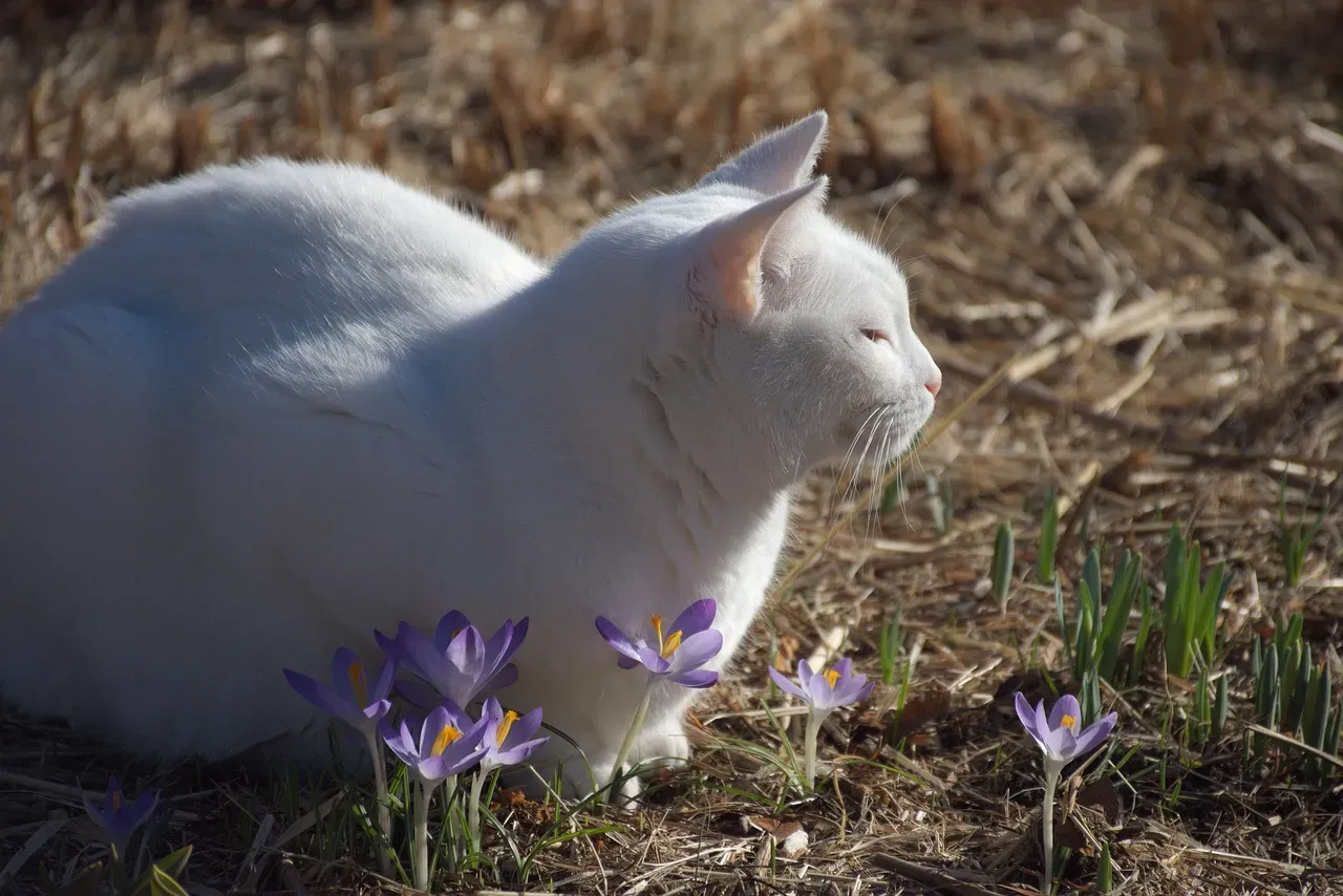 Physical Benefits: The Body Knows What It Needs (Image Credits: Pixabay)