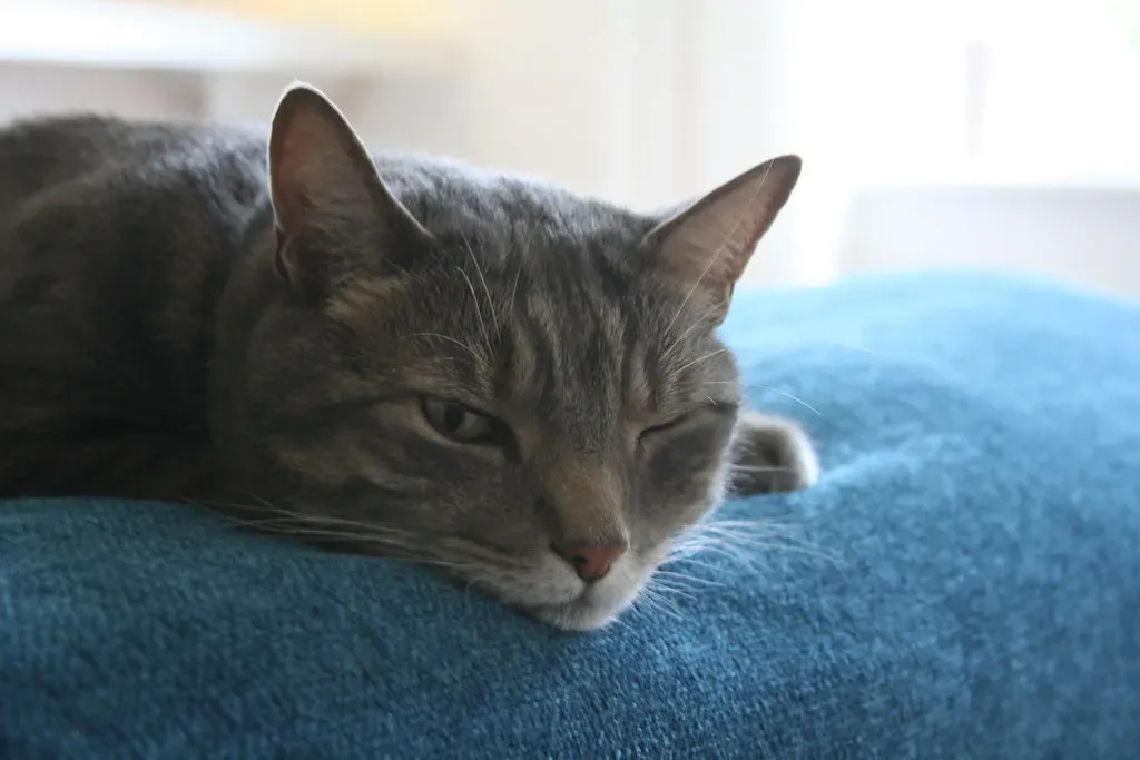 When Silence Is the Language: Understanding Quiet Cats (Aardvark of Fnord, Flickr, CC BY-SA 2.0)