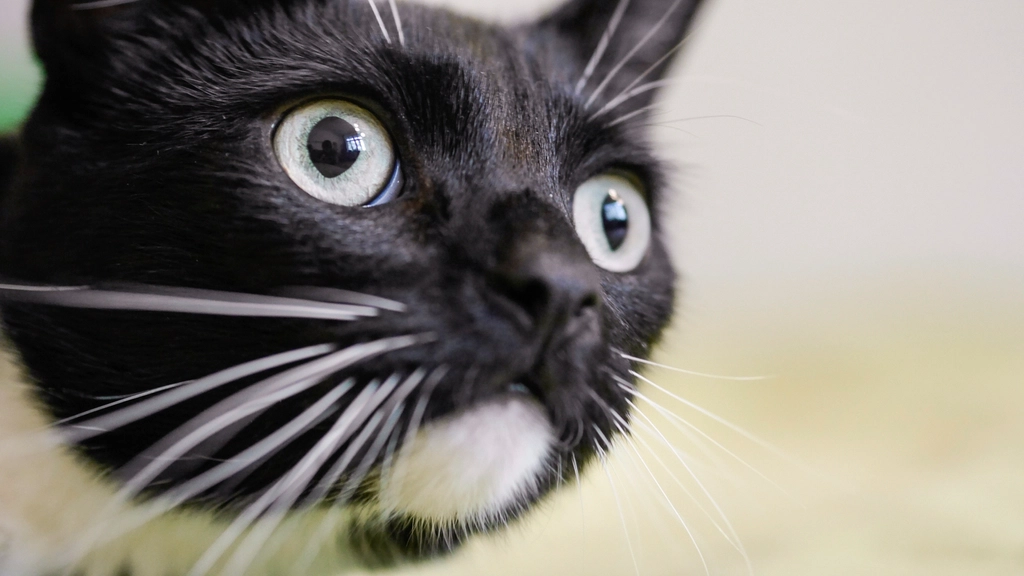 They're Simply Fascinated by Your Sleep Behaviors (Image Credits: Rawpixel)