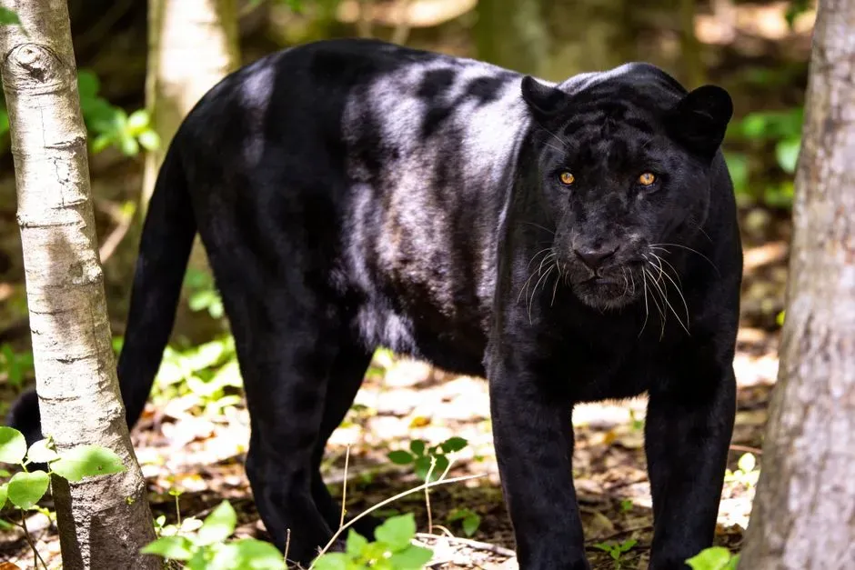 How Misunderstandings Turned Panthers Into “New” Species (Image Credits: Pexels)