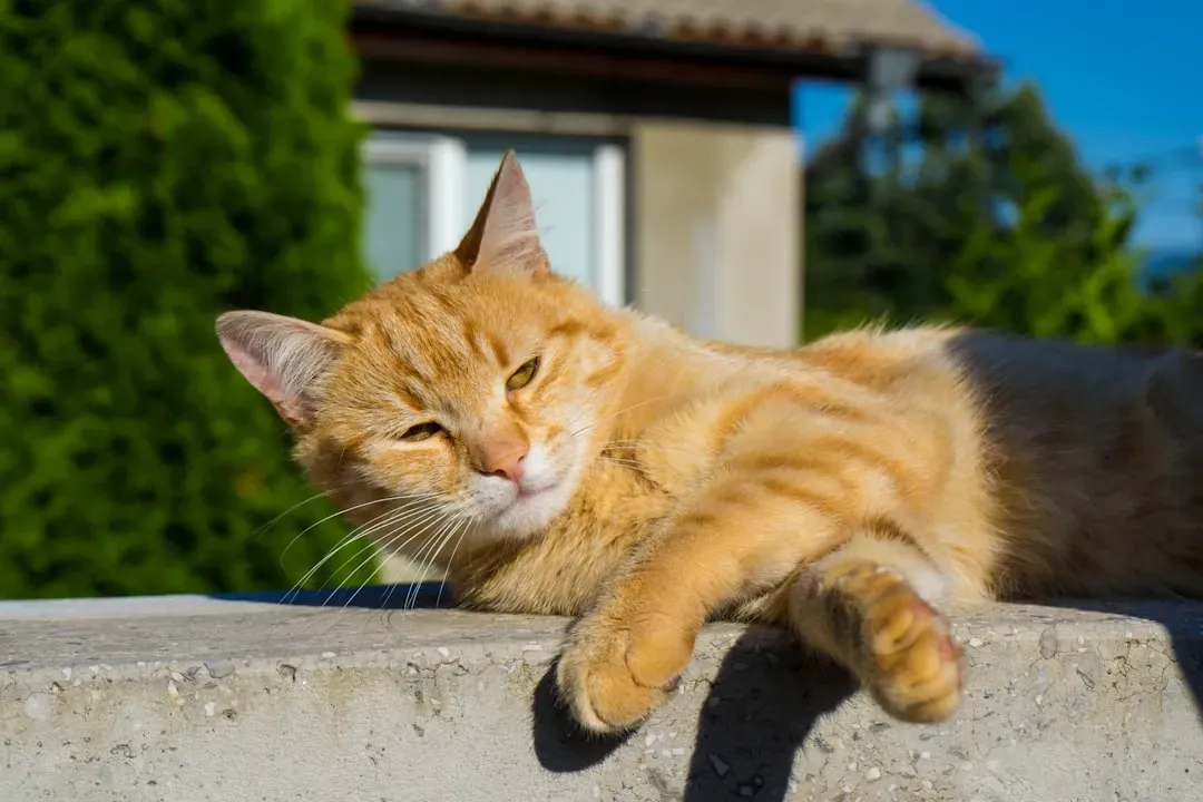 Indoor Vs. Outdoor Sunbathing: Different Spots, Same Instinct (Image Credits: Unsplash)