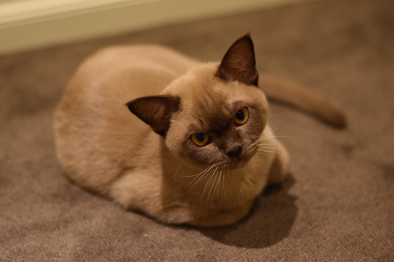 Burmese Cats: Playful Pups in Cat Bodies (Image Credits: Pixabay)