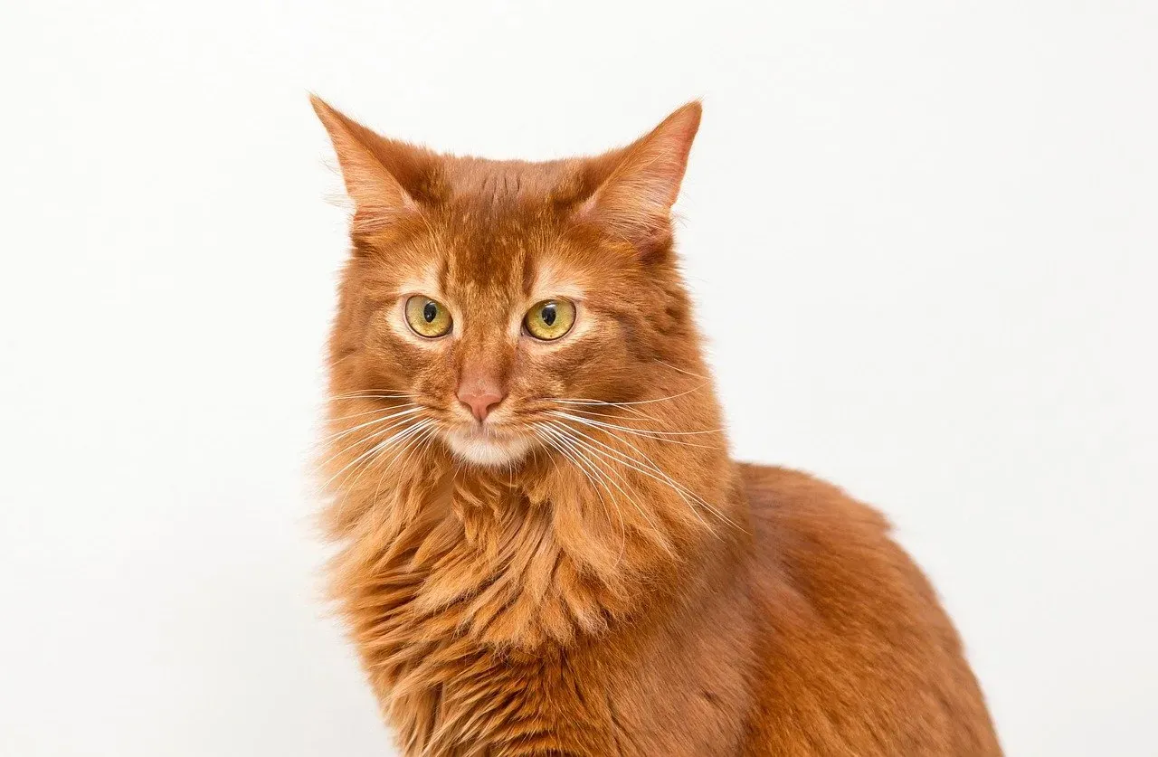 10. Somali Cat (Image Credits: Pixabay)