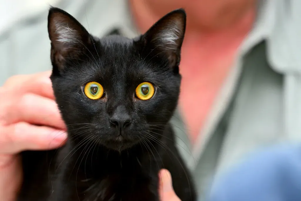 Superstition Still Affects Adoption Rates (Image Credits: Flickr)