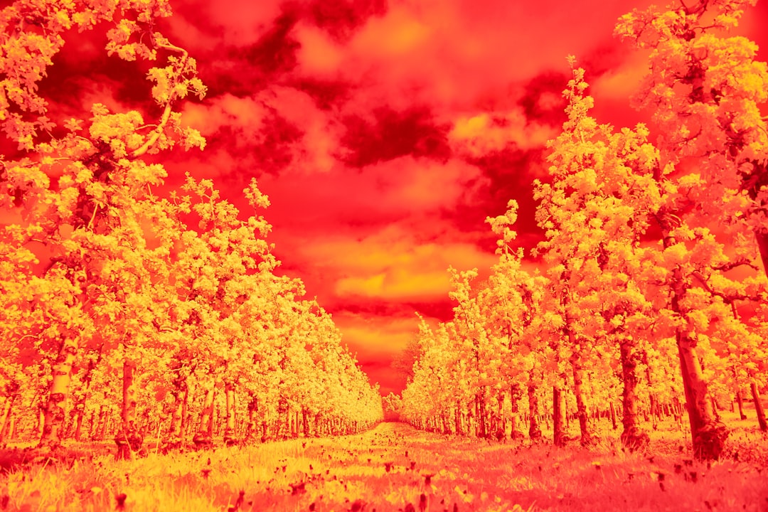 The Infrared Heat Pulse Mechanism Behind the Glow (Image Credits: Unsplash)