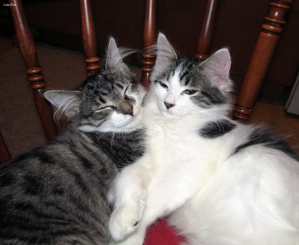 Understanding Your Cat's Love Language (Image Credits: Flickr)