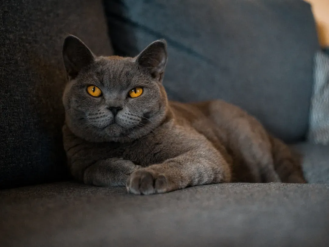 2. British Shorthair: The Calm, Steady Housemate (Image Credits: Unsplash)