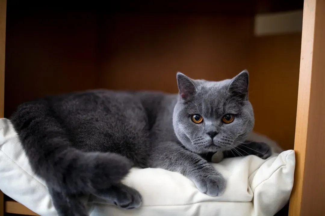 British Shorthair: The Couch Companion (Image Credits: Unsplash)