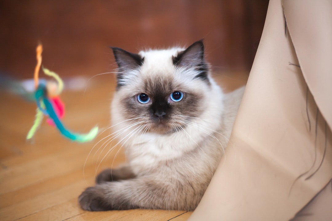 Ragdoll: The Living Stuffed Animal (Image Credits: Unsplash)