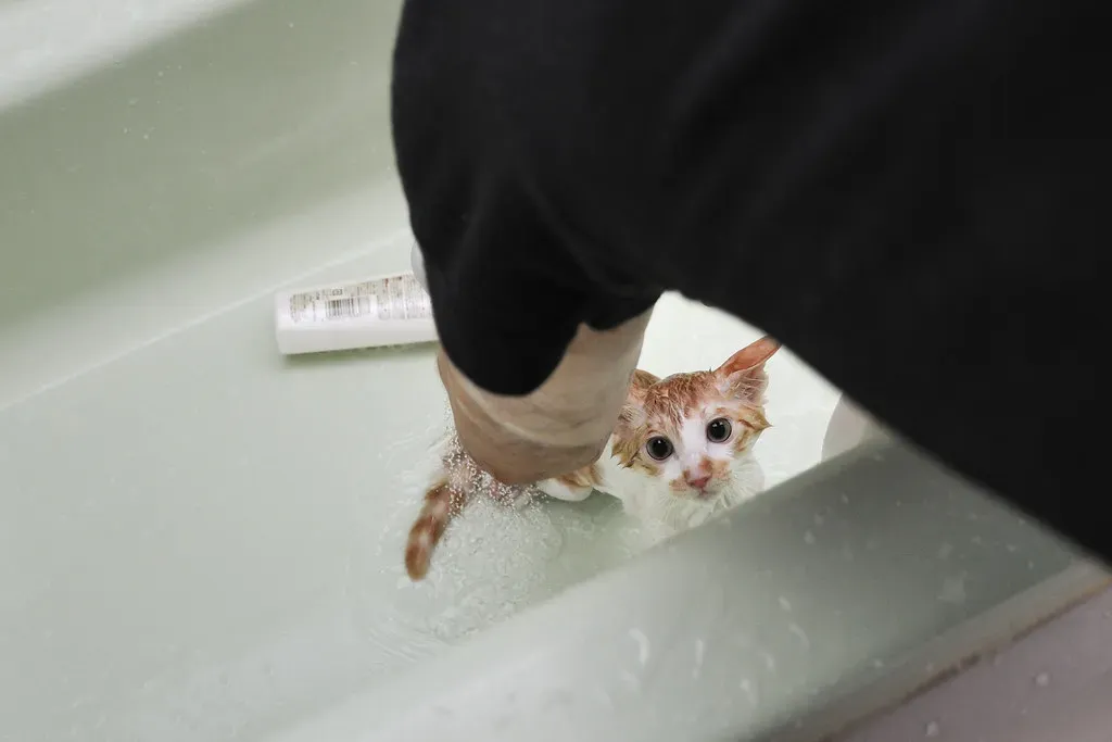 Bathing Too Frequently or Skipping Pre-Bath Steps (Image Credits: Flickr)