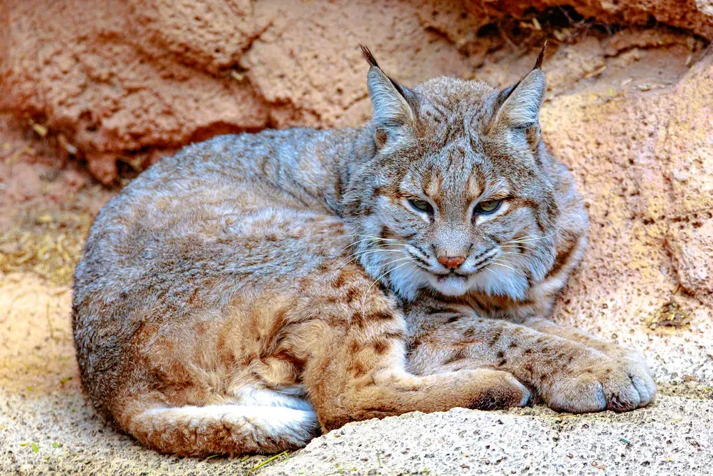 Arizona's Desert and Canyon Country (Image Credits: Flickr)