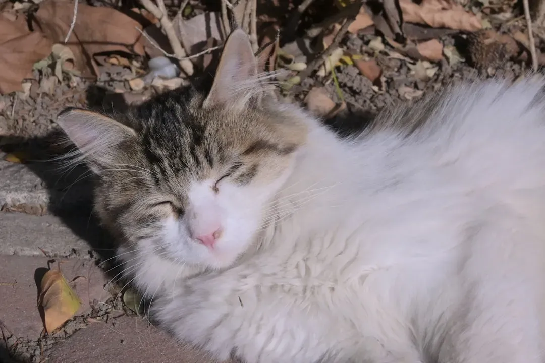 Cats Can Distract You From Anxious Thoughts (Image Credits: Unsplash)