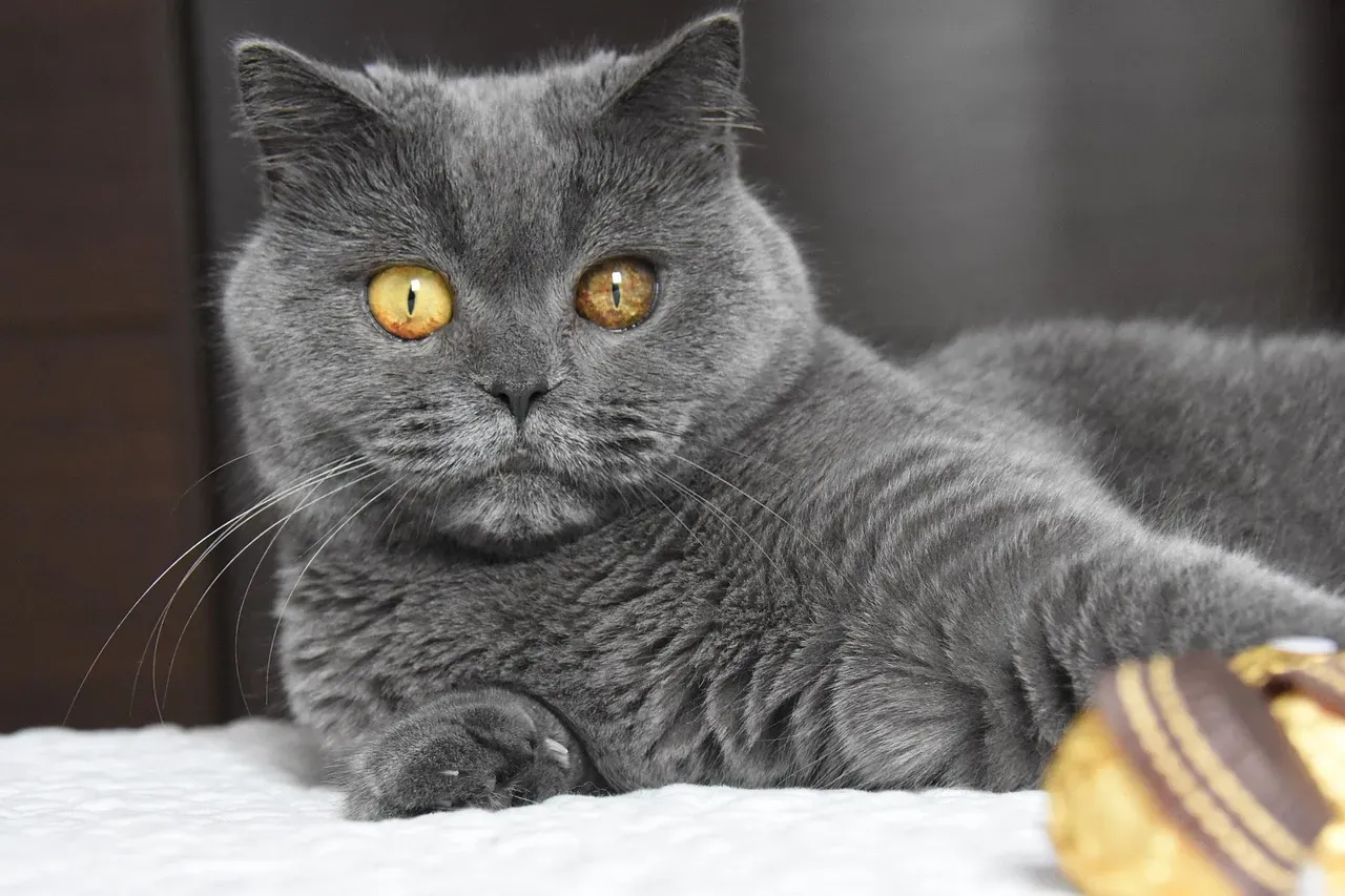 British Shorthair: The Low-Drama Option (Image Credits: Pixabay)