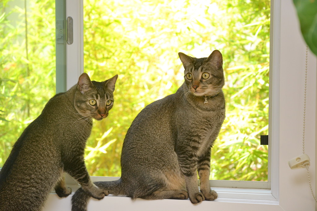 Ticked Tabby: The Agouti Artists (Image Credits: Flickr)