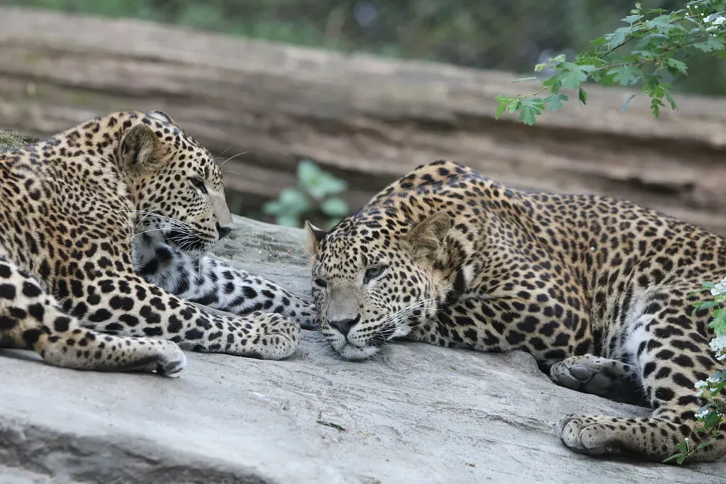 The Solitary Life: Territory, Cubs, and Communication (Image Credits: Flickr)
