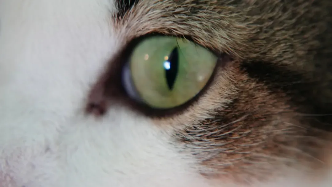 Constricted Pupils Signal Focused Intensity (Image Credits: Unsplash)