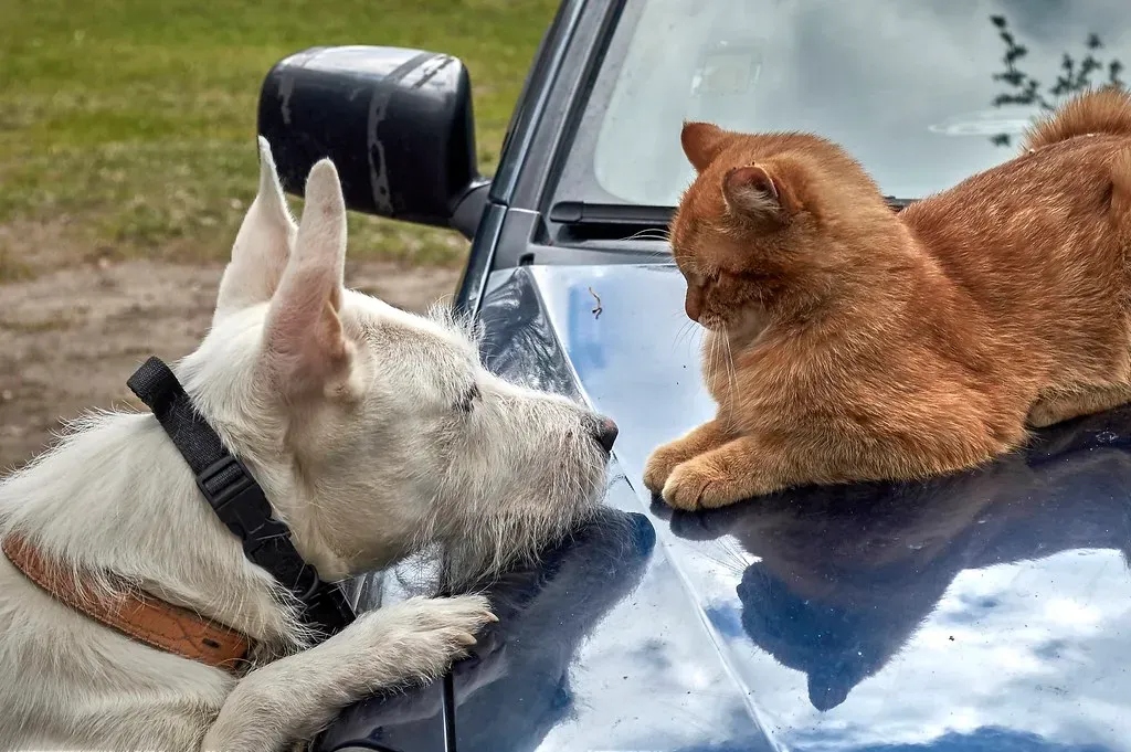 Myth 9: Cats and Dogs Can Never Get Along (Image Credits: Flickr)