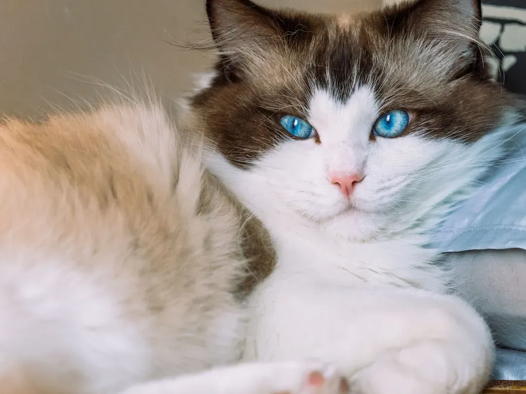 11. The Ragdoll: Actually Lives Up to Its Name (Image Credits: Unsplash)