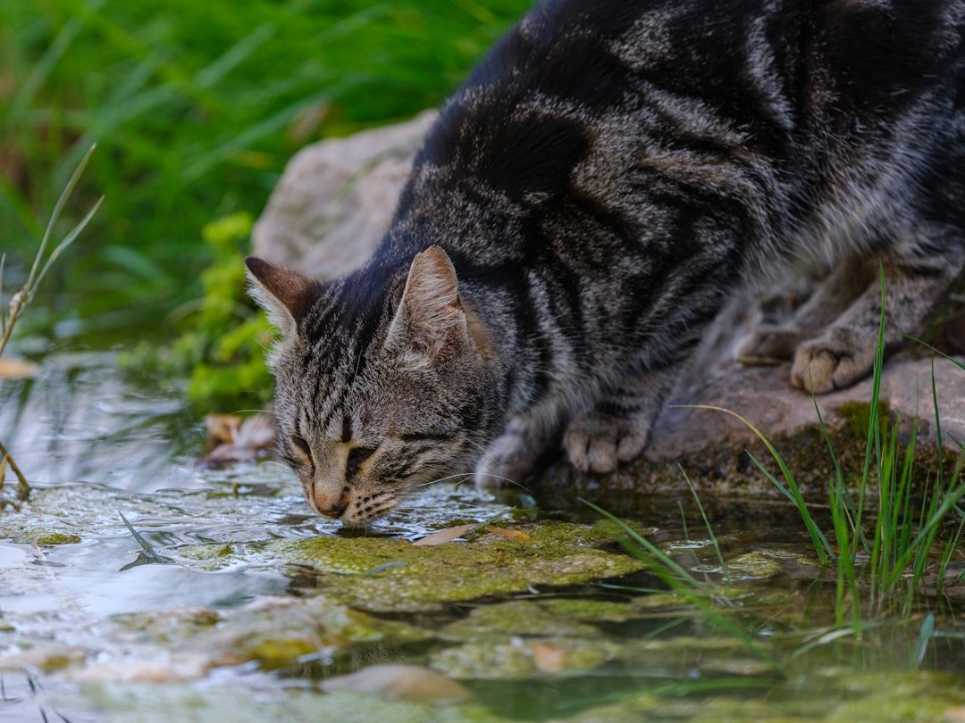 Moving Water Triggers Their Primal Hunting Instincts (Image Credits: Unsplash)