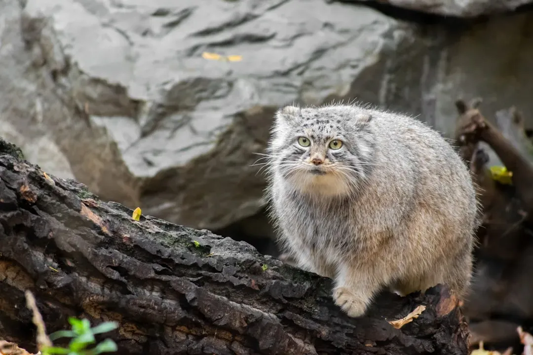9. Pallas’s Cat – The Fluffy Grump That Mastered Harsh Plateaus (Image Credits: Unsplash)