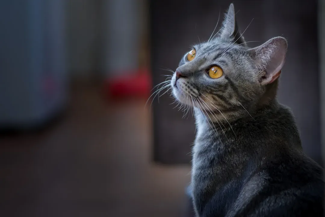 Your Cat's Brain Is Surprisingly Similar to Yours (Image Credits: Unsplash)