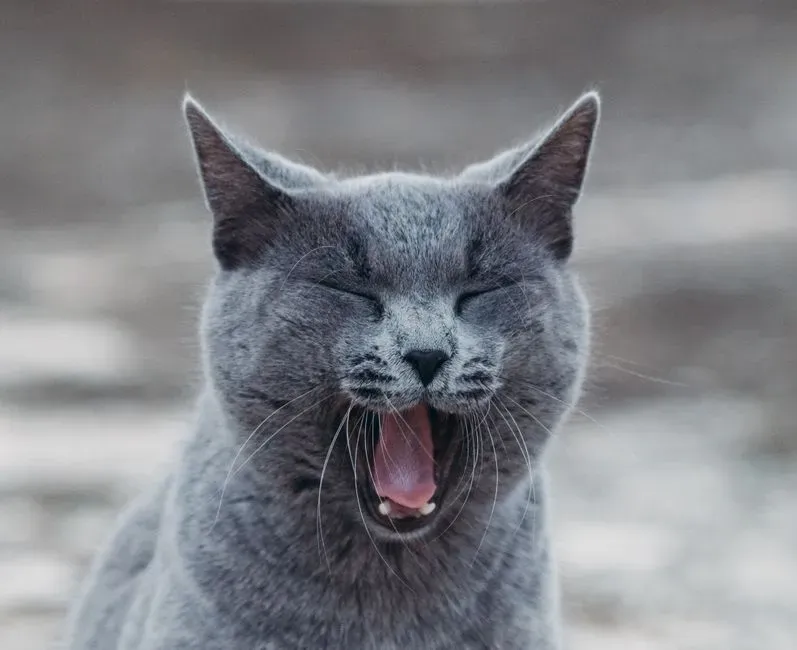 #6 - The "Pain Purr" Sounds Almost Identical to a Happy One (Image Credits: Pexels)