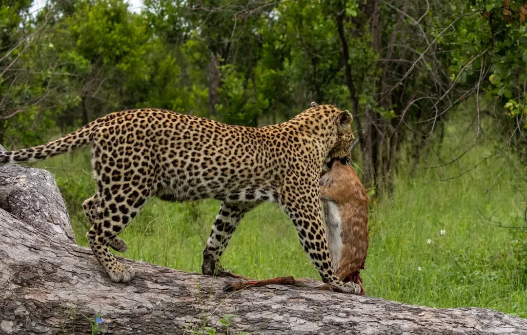 What This All Means for Their Future (Image Credits: Unsplash)