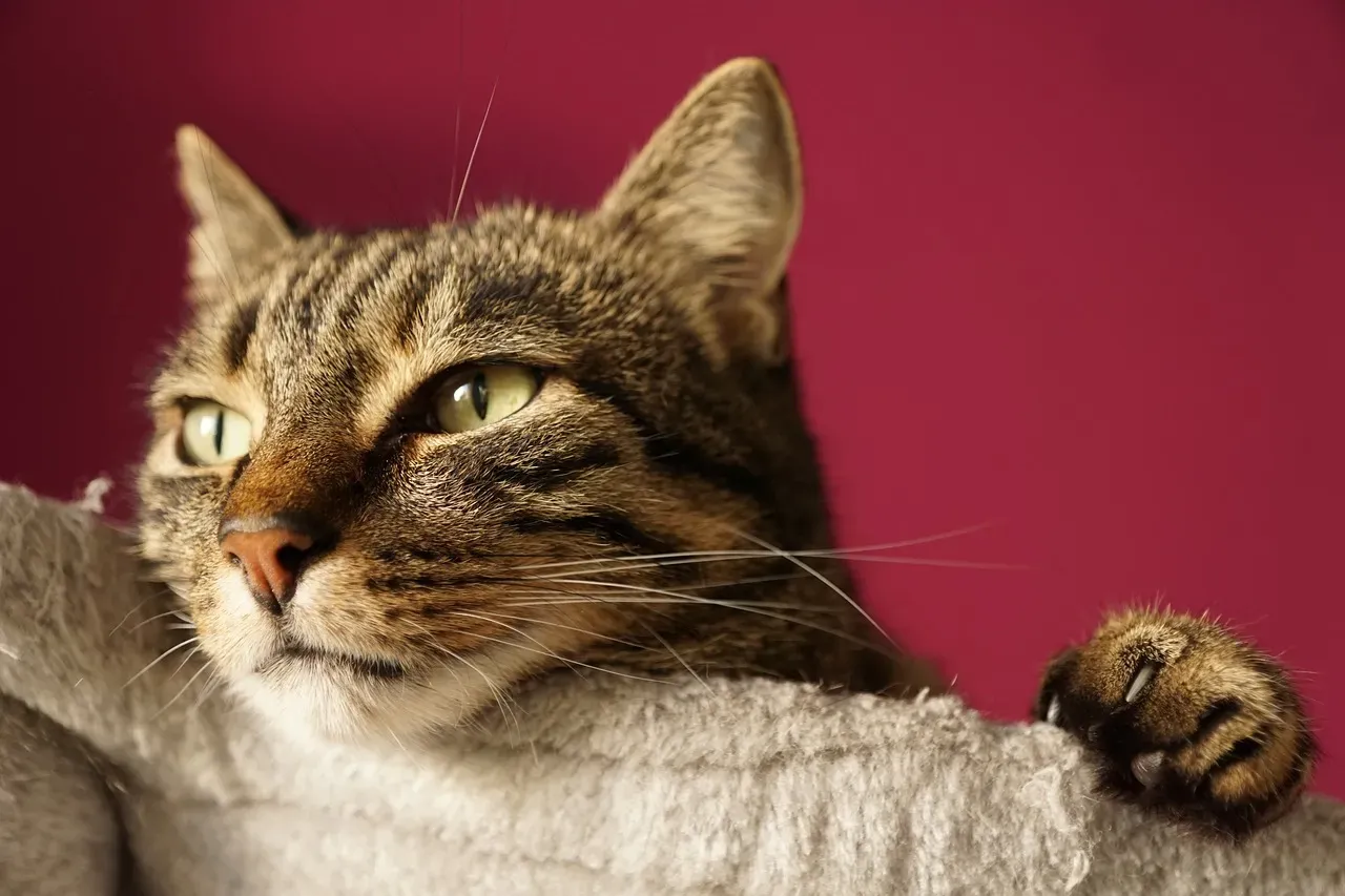 They're Not Ignoring You, They're Exercising Autonomy (Image Credits: Pixabay)