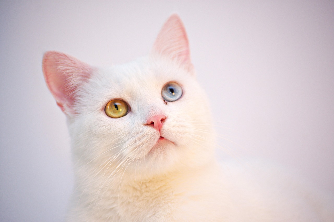 Turkish Angora - The Graceful Daredevil (Image Credits: Pixabay)
