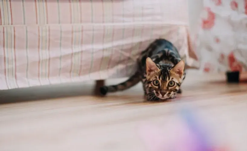 How to Tell What Your Cat’s Zoomies Really Mean (Image Credits: Pexels)