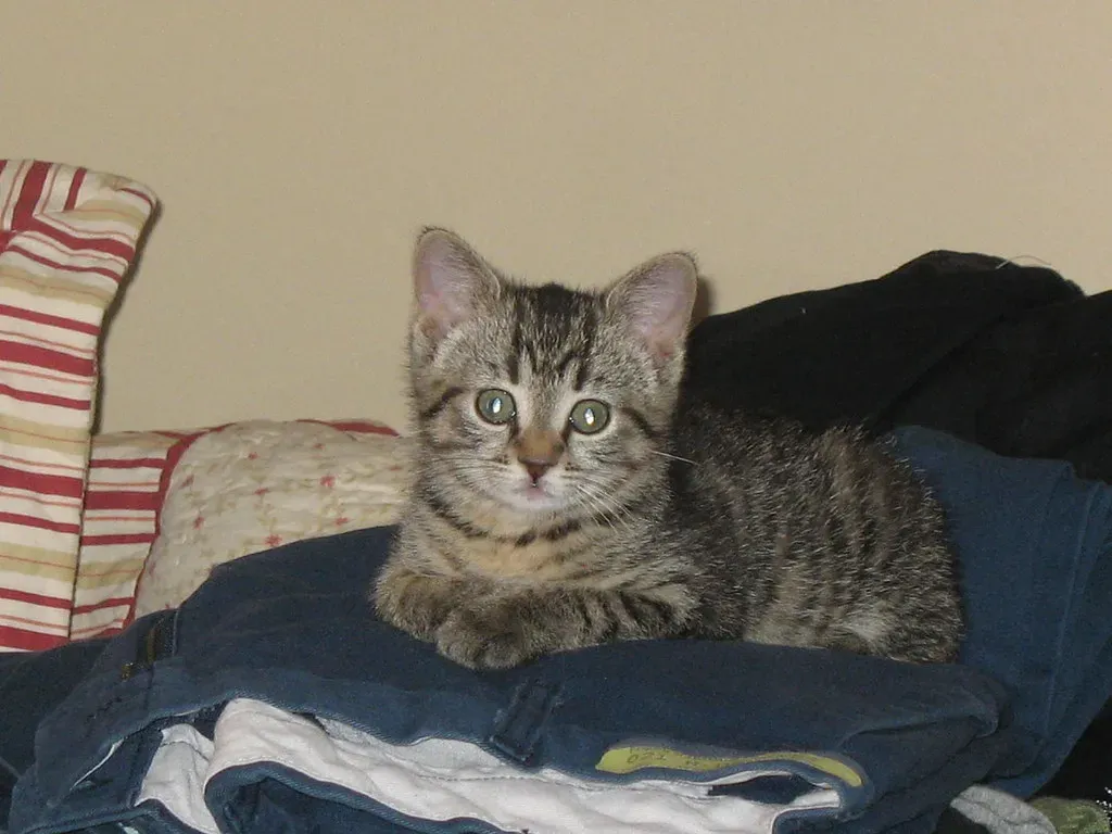 They're Marking Their Territory (Image Credits: Flickr)