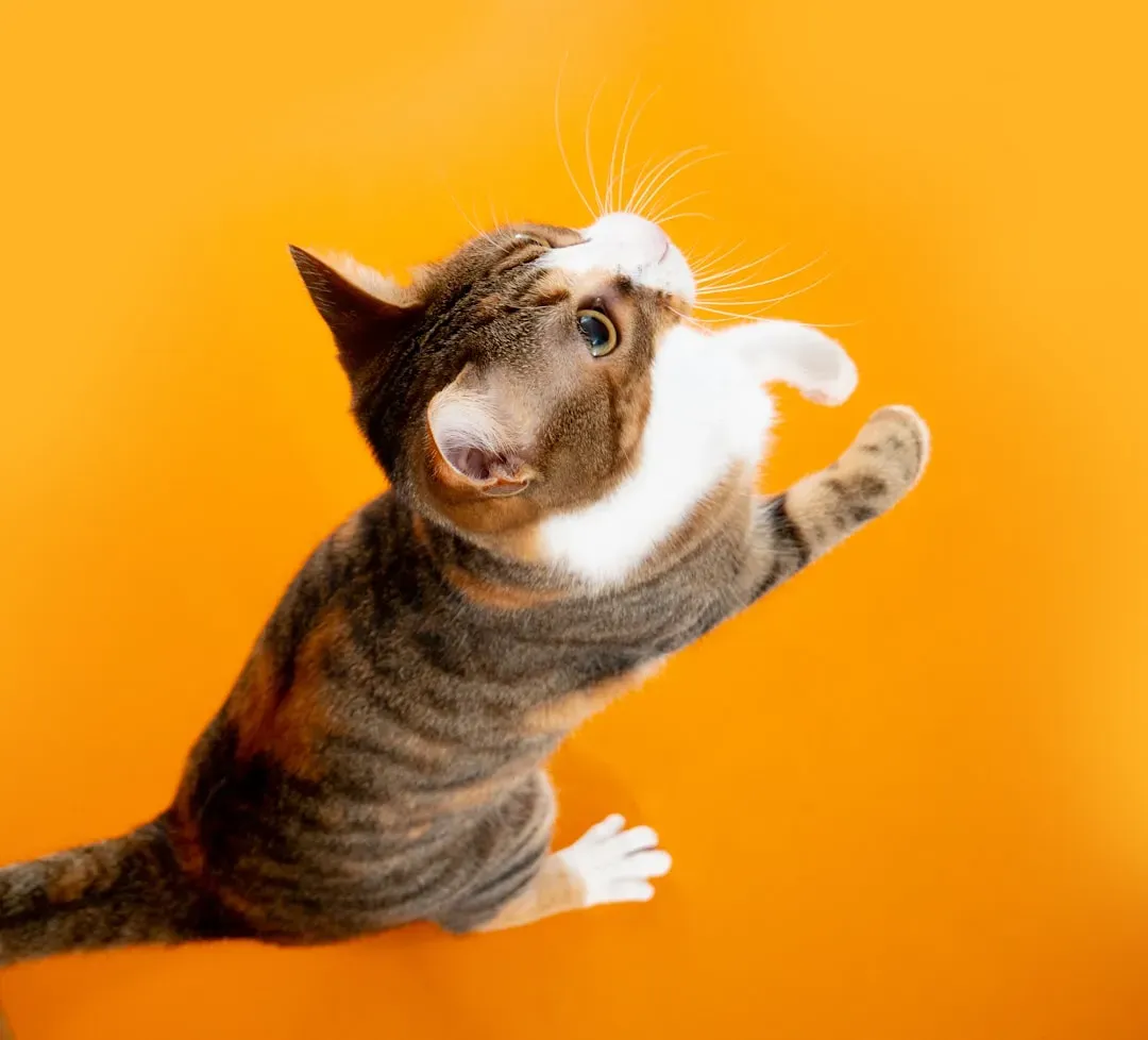 #8 The Paw Itself Is a Highly Sensitive Sensory Tool (Image Credits: Unsplash)
