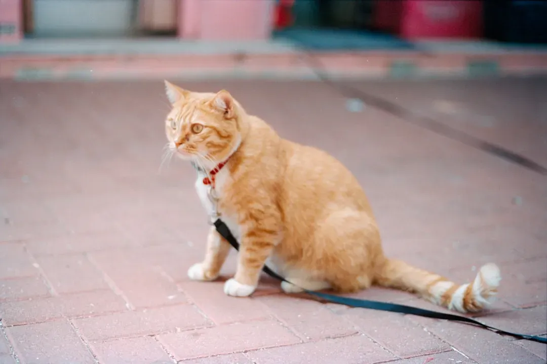 Myth #4: Cats Can't Be Trained Because They're Too Independent (Image Credits: Unsplash)