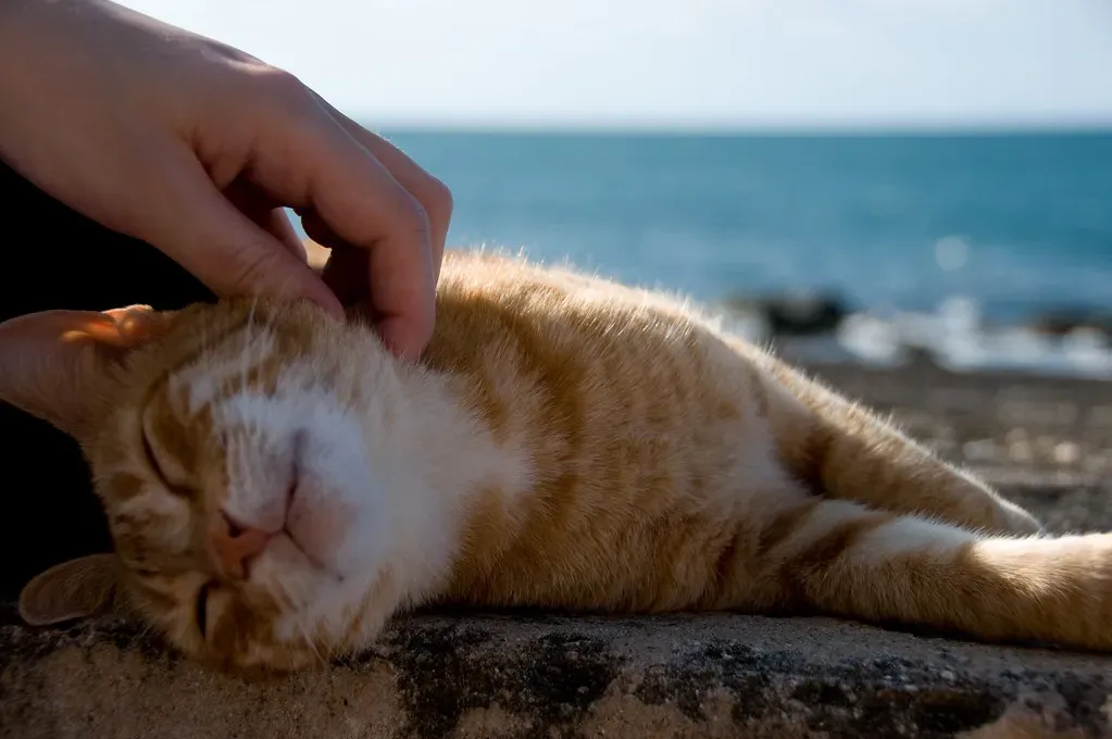 How Your Cat's Age Changes Their Sun Strategy (Image Credits: Flickr)