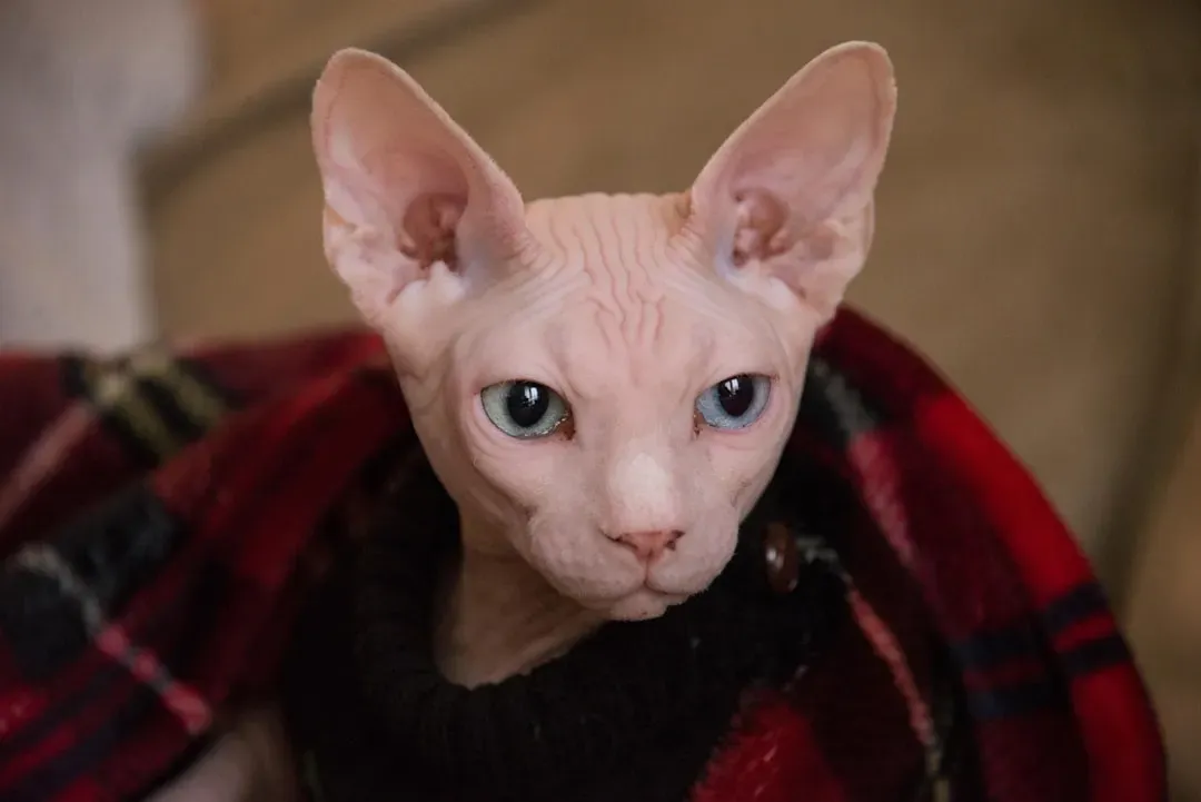 8. Sphynx - The Hairless Wonder Who Loves Harder Than Any Other (Image Credits: Unsplash)