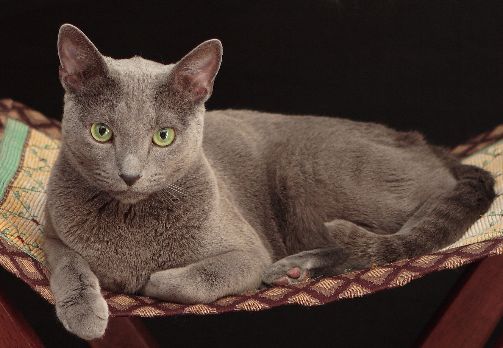 The Reserved Russian Blue: For the Thoughtful Introvert (Image Credits: Wikimedia)