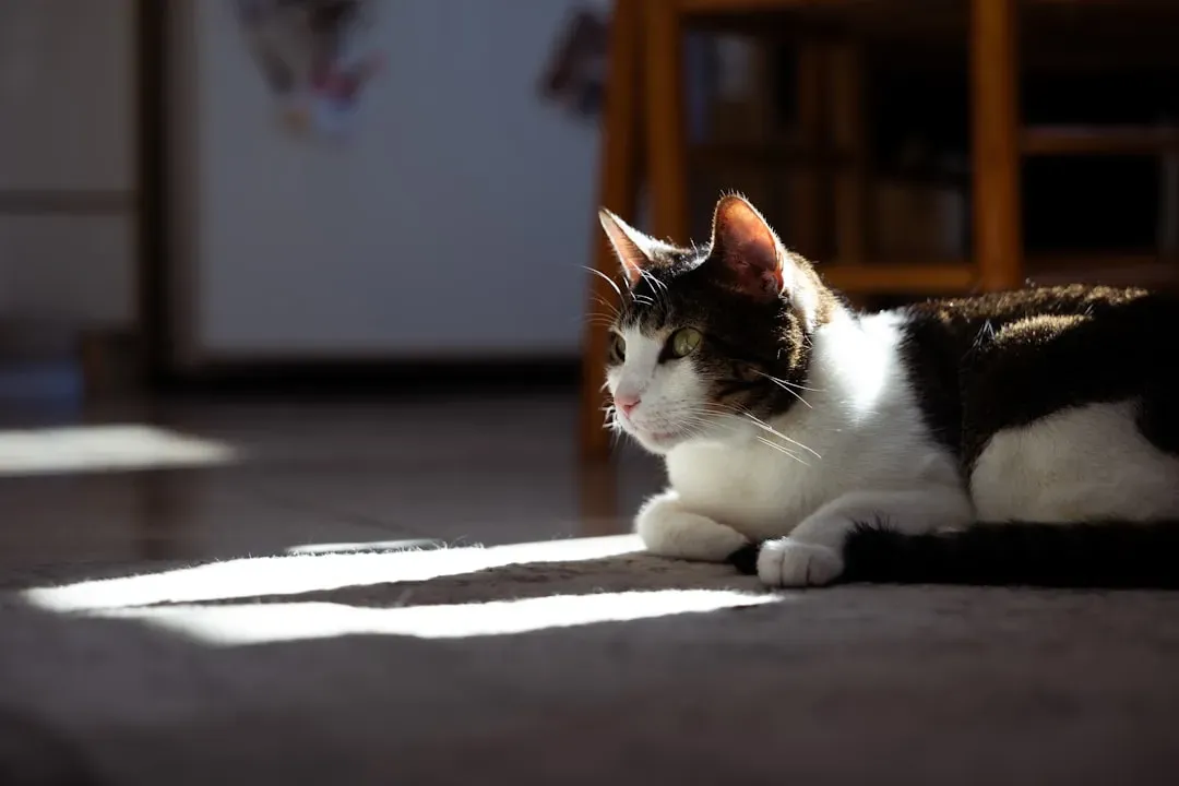 The Warmth Factor: More Than Just Cozy Feelings (Image Credits: Unsplash)