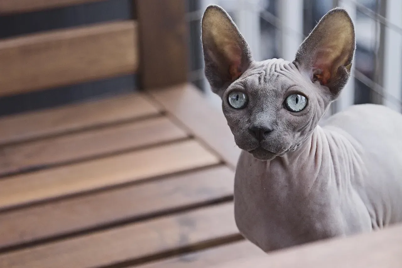 3. Sphynx: The Hairless Extrovert Who Demands Your Attention (Image Credits: Pixabay)
