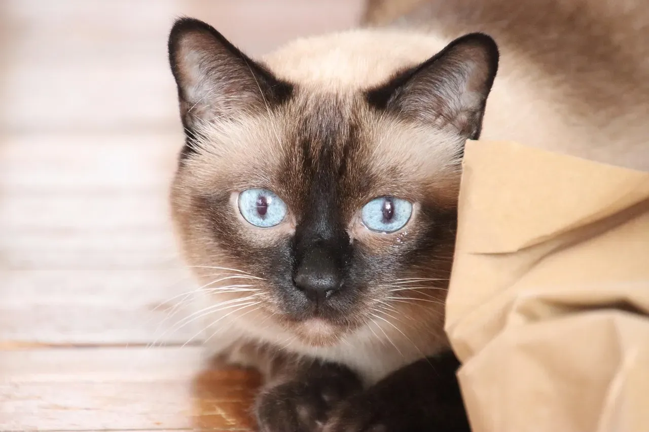 Their Intelligence Can Lead to Mischief (Image Credits: Pixabay)