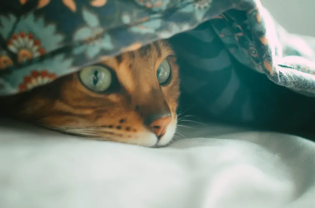 The Blanket Attack Is a Whole Other Hunt (Image Credits: Unsplash)