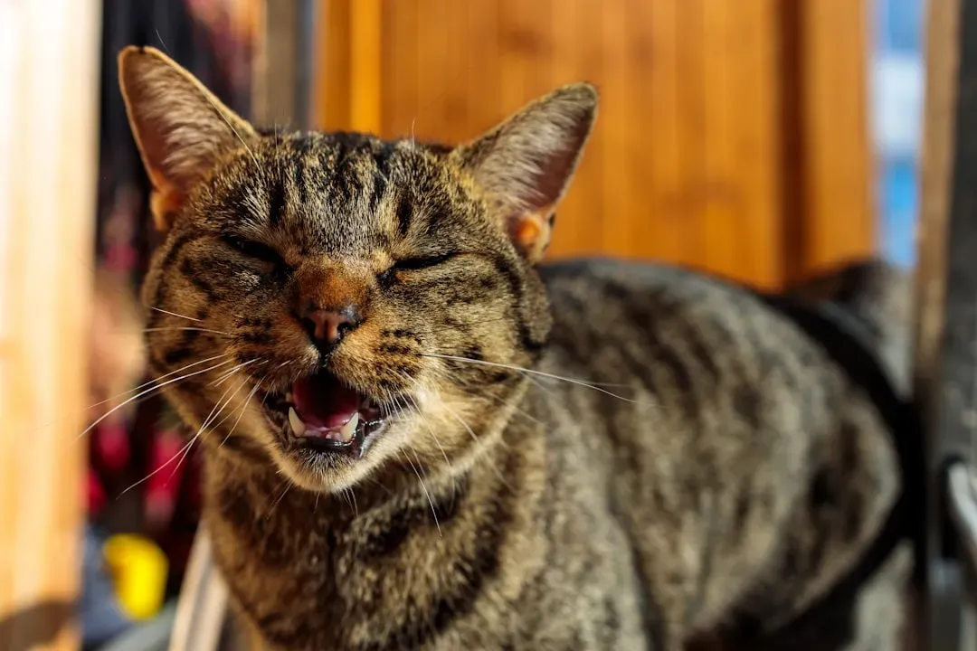 The Evolution of Cat Chatter (Image Credits: Unsplash)